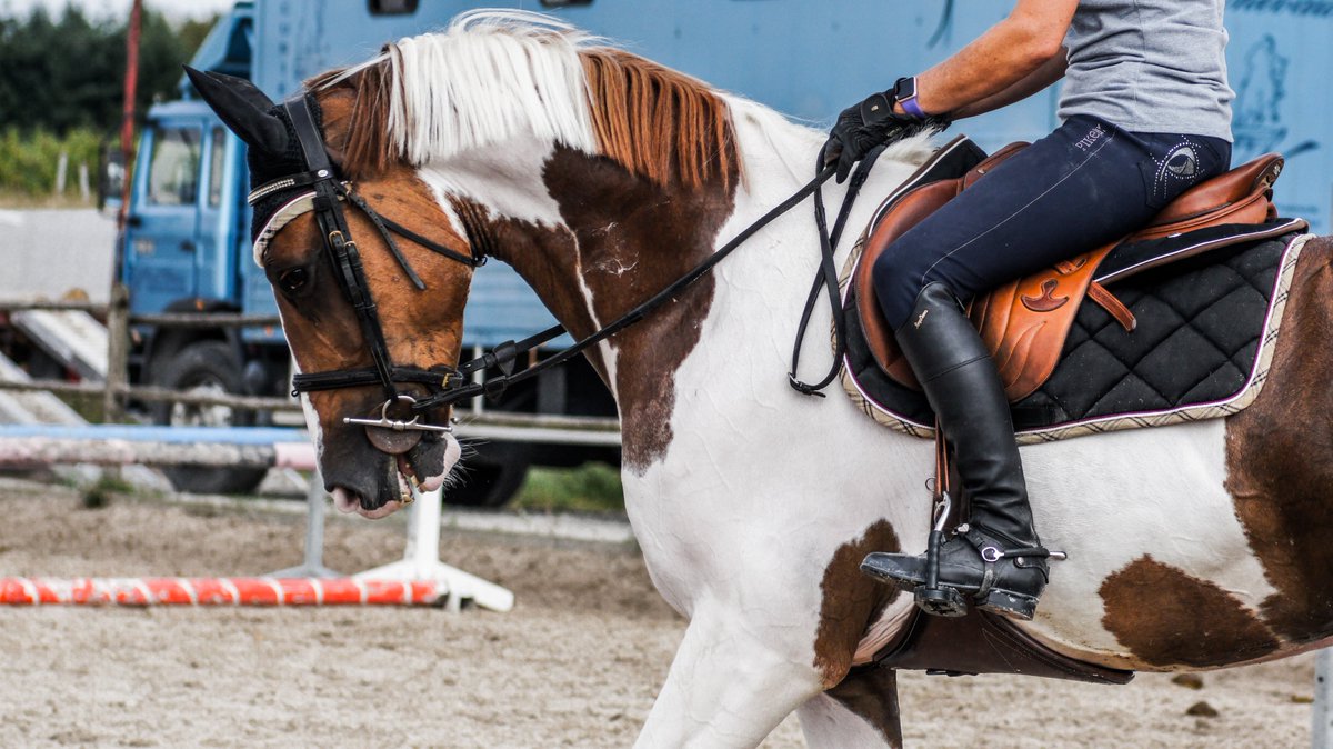 Thunderbrookuk_'s tweet photo. Thunderbrook Equestrian l Did you know that your posture while riding could affect your horse and safety? https://t.co/dmpCQuCVO9  #ThunderbrookEquestrian https://t.co/q11Yu0V8tU