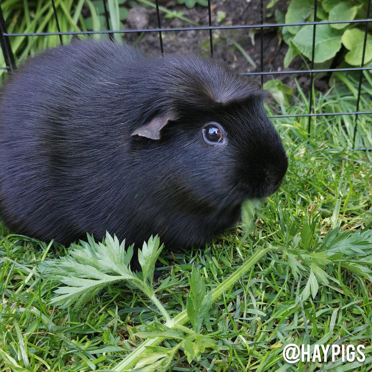 A rare snap of 🐹 #JetGuineaPig who is so tricky to photograph! 😊📷🙌❤️ #speedygonzales #blackisthenewblack #wednesdaywonder #guineapig #cuteness