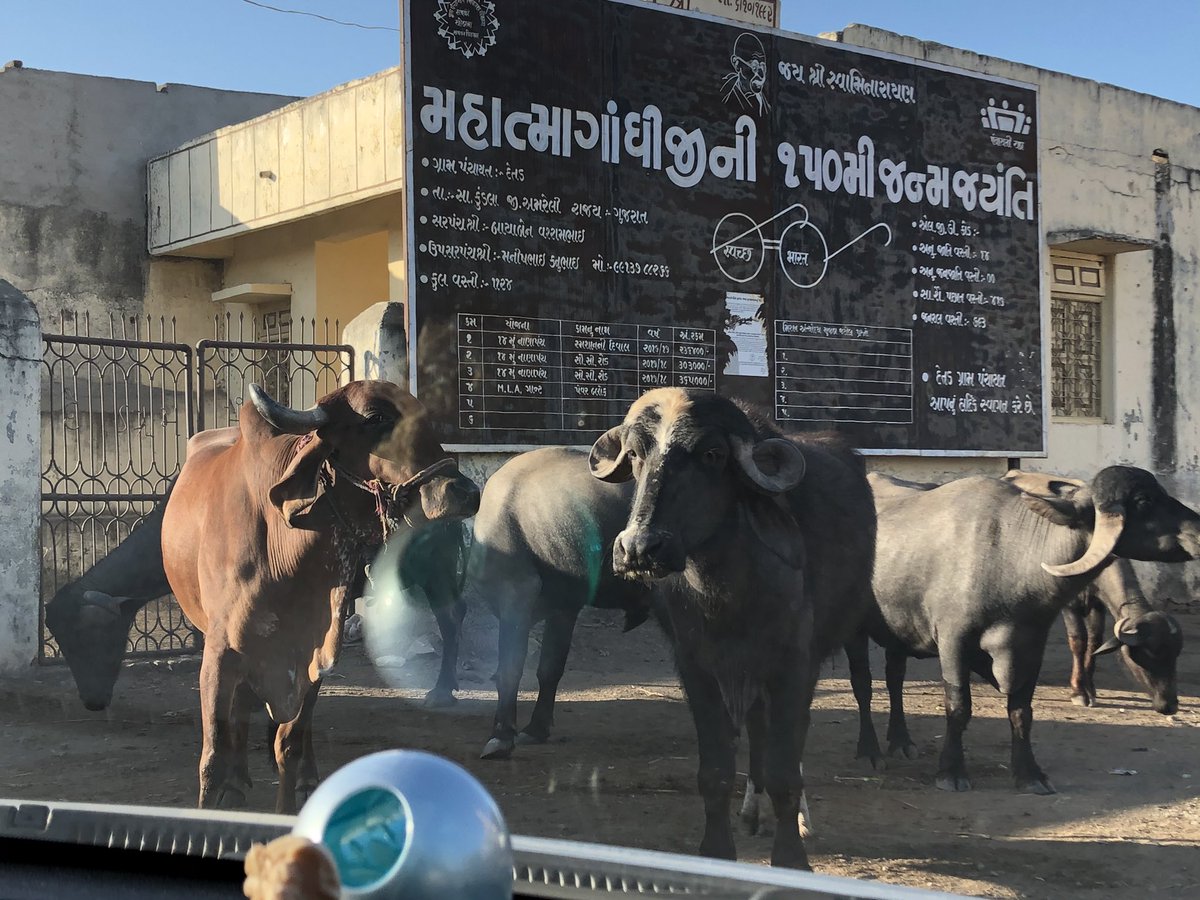 Lalitdixit90's tweet image. #BREAKING : How Rahul Gandhi describes this picture -  गाय और काली गाय
 #RahulSpeaksForIndia #Rahullogic