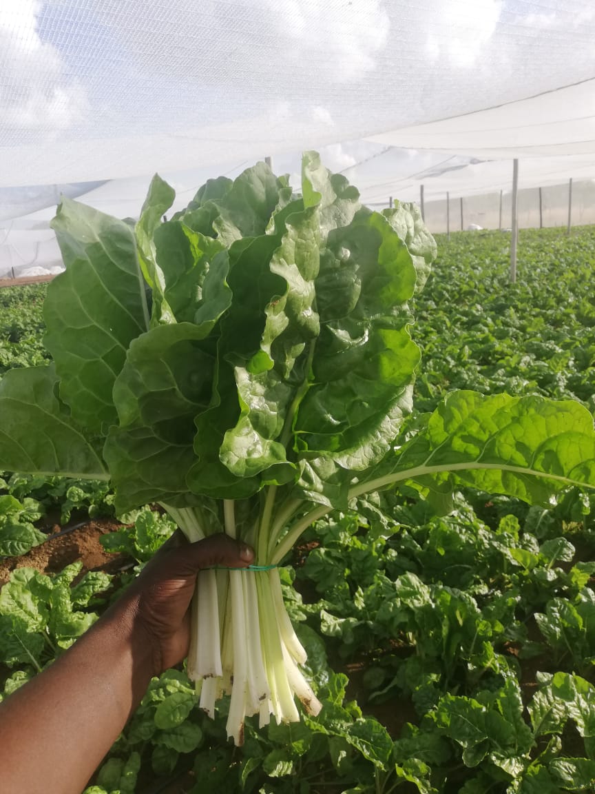 Our spinach is ready. We are supplying in Midrand, Centurion and Pretoria East. Order are welcome!