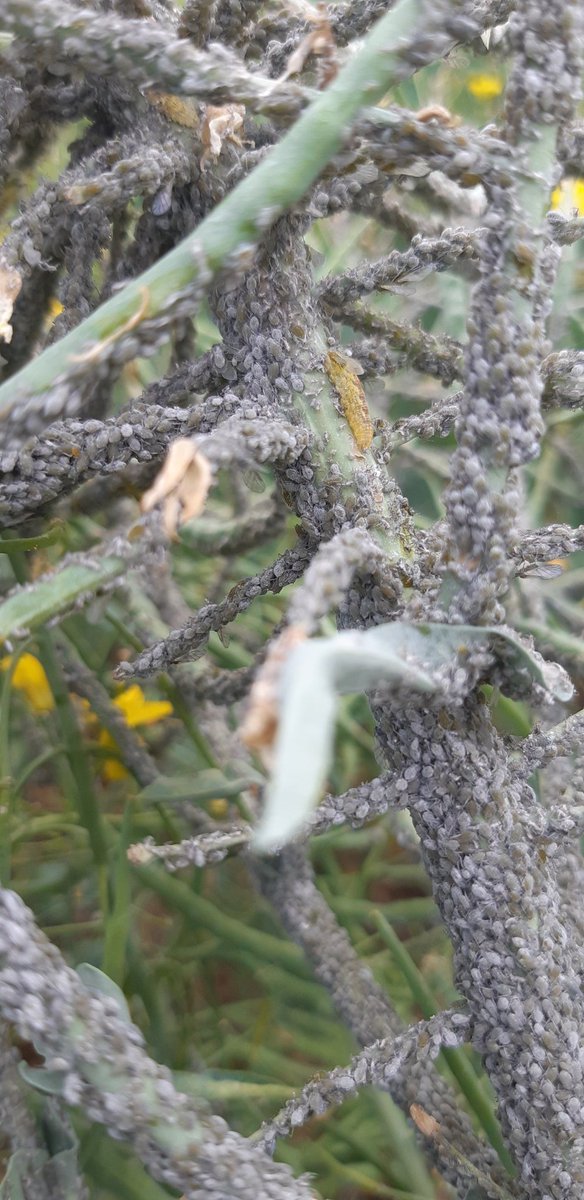 La régulation est en marche sur les pucerons cendrés du colza..
Les larves de syrphes s en occupent..
#FrAgTw 
#agridemain