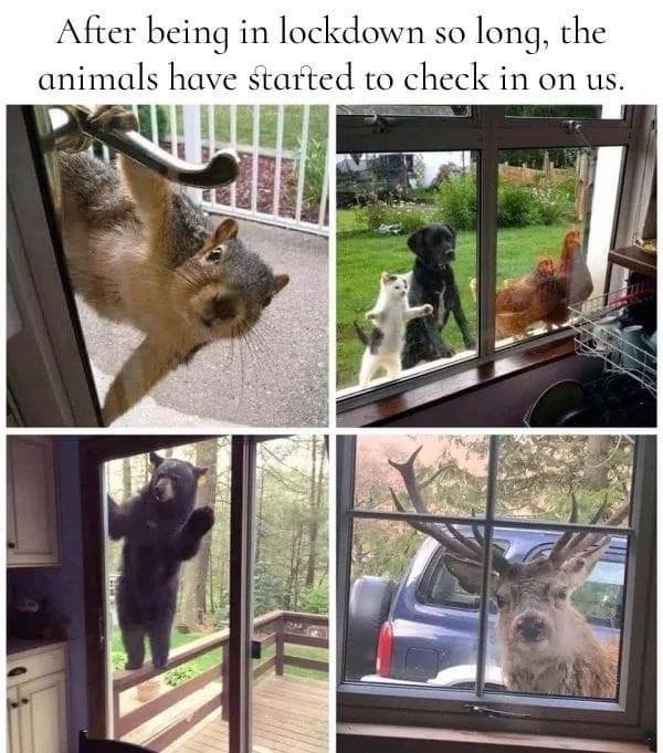 ItsAMothersLife's tweet photo. 😂
#pandemic #animalstakingover #animals https://t.co/eX7wunSADP