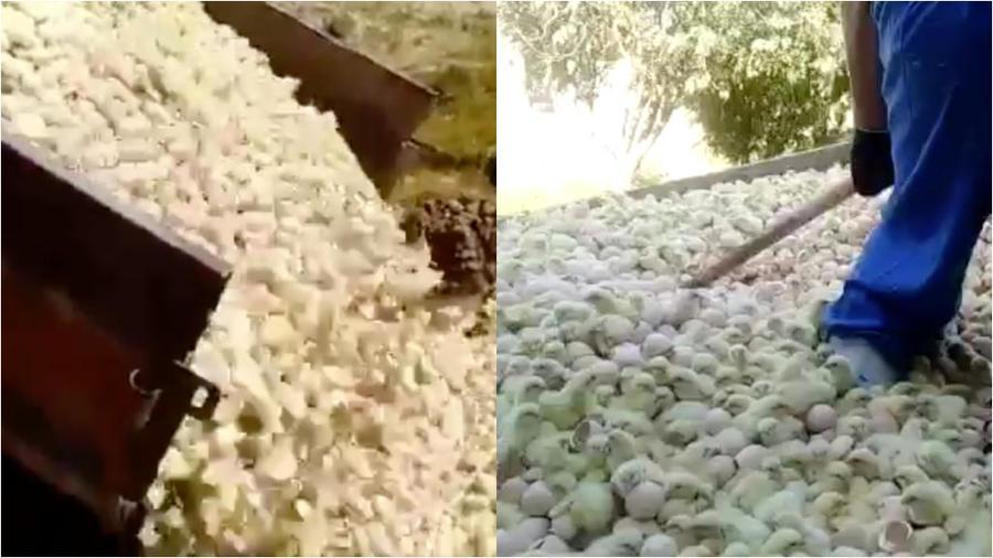 Limportant_fr's tweet photo. Covid-19 en Iran : des élevages de poussins enterrés vivants à cause de la crise sanitaire https://t.co/n00cRrBsZ0 @France24_fr https://t.co/XofDrKmNRW