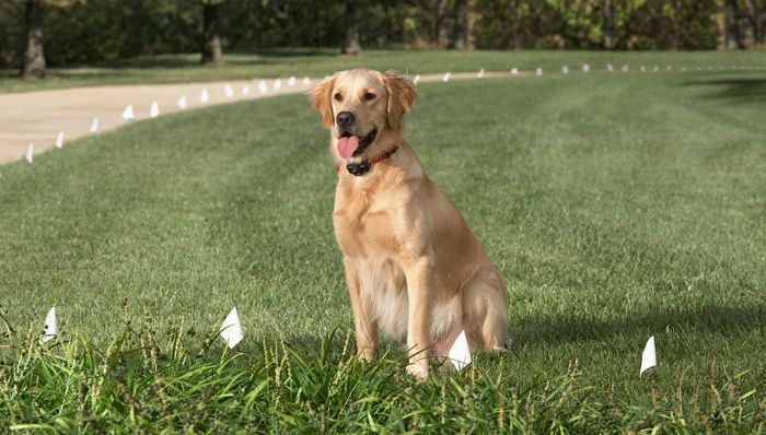 We stock dog collar batteries. Stop in today.