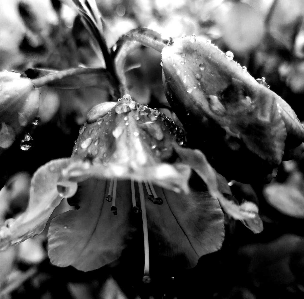 J_Bella_S's tweet photo. #rain #wildflowerhour #EveryoneNeedsNature #myphoto #myjoy #ToShareWithYouAll Instagram @j_bella_s RT. https://t.co/EAPjtE0obv