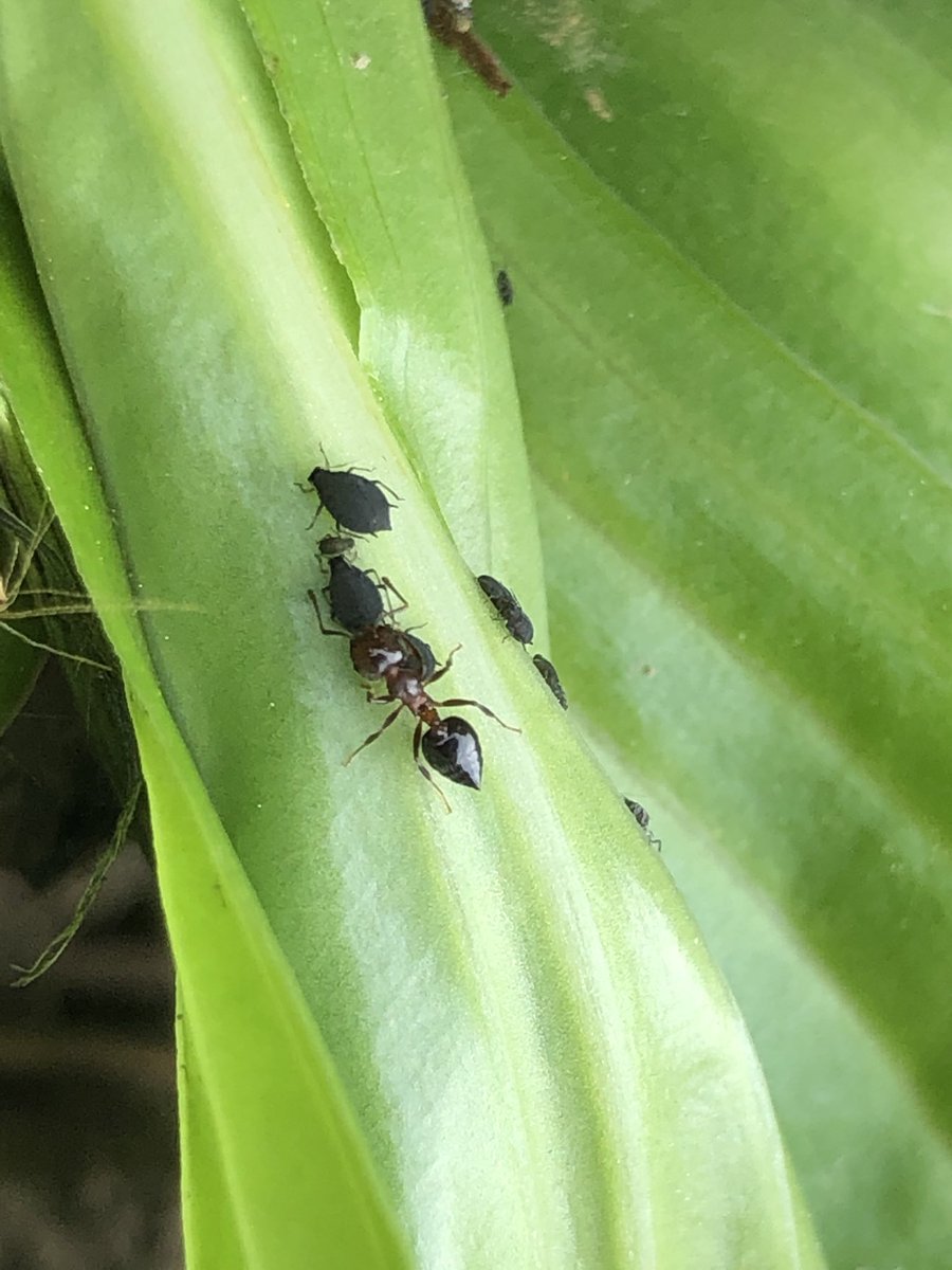 Southern FS Agronomy tweet media