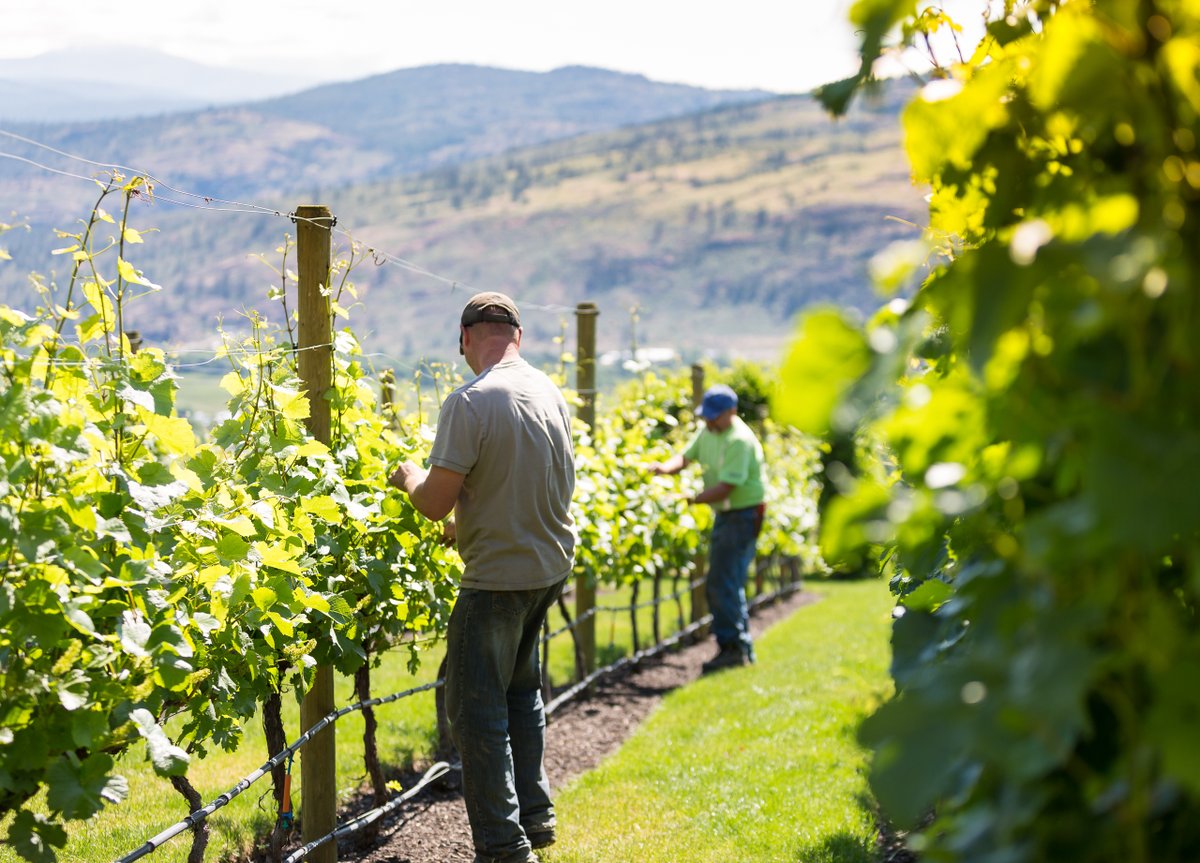 As #BCWineMonth comes to an end, we hope that you will continue to support this amazing industry and know that our local @UncorktheSun and @SimilkameenWine  wineries will be here to welcome you back when it is again safe to travel. 🍷

#explorebclater #osoyoosbc