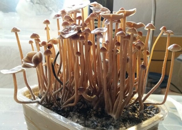 Tampanensis Hashtag On Twitter