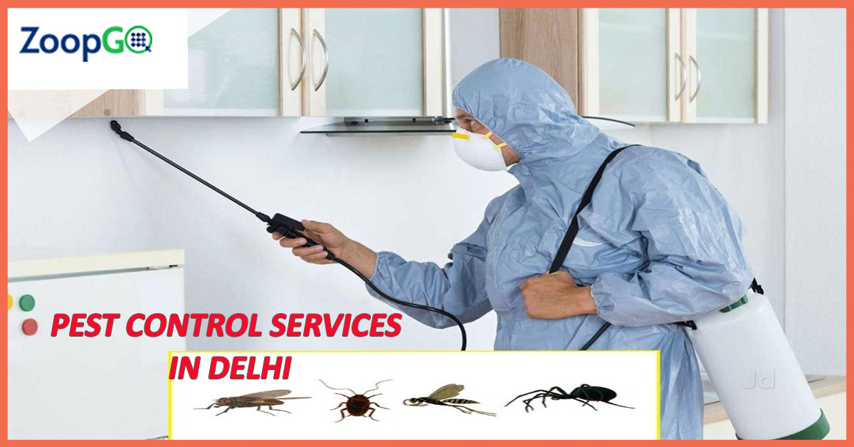 Why Pest Control in Delhi is in High Demand During the Rainy Season