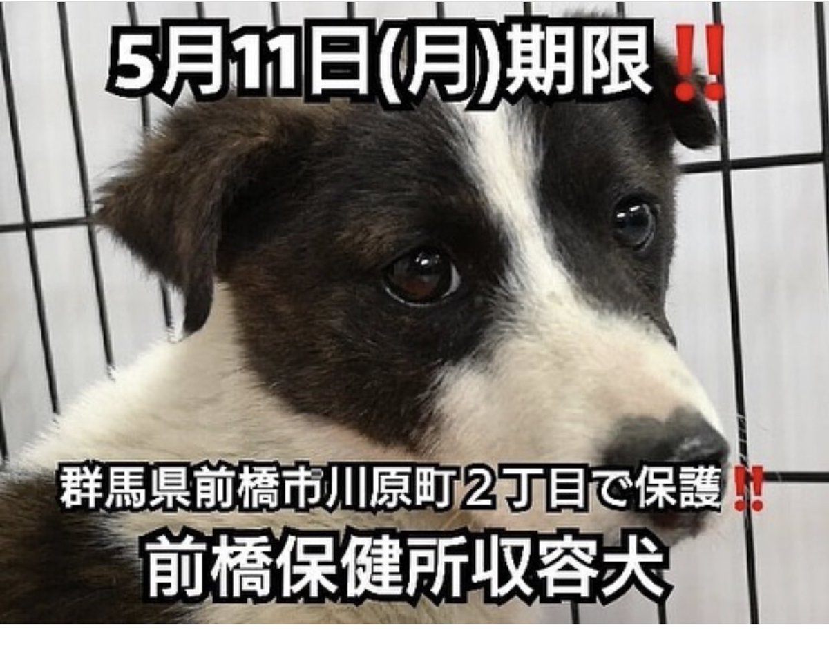 空 ヨーロッパ 取るに足らない 動物 愛護 センター 迷い 犬 Tera Charity Org 空 ヨーロッパ 取るに足らない 動物 愛護 センター 迷い 犬 Tera Charity Org