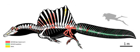 【泳ぎ得意か】スピノサウルスの尾の化石、モロッコで見つかる
news.livedoor.com/lite/article_d…

陸から水中に入って泳ぐのが得意で、魚などを捕らえて食べていたと考えられるという。これまで尾のほぼ完全な化石が見つかっておらず、泳ぐのに適した体形だったか議論になっていた。