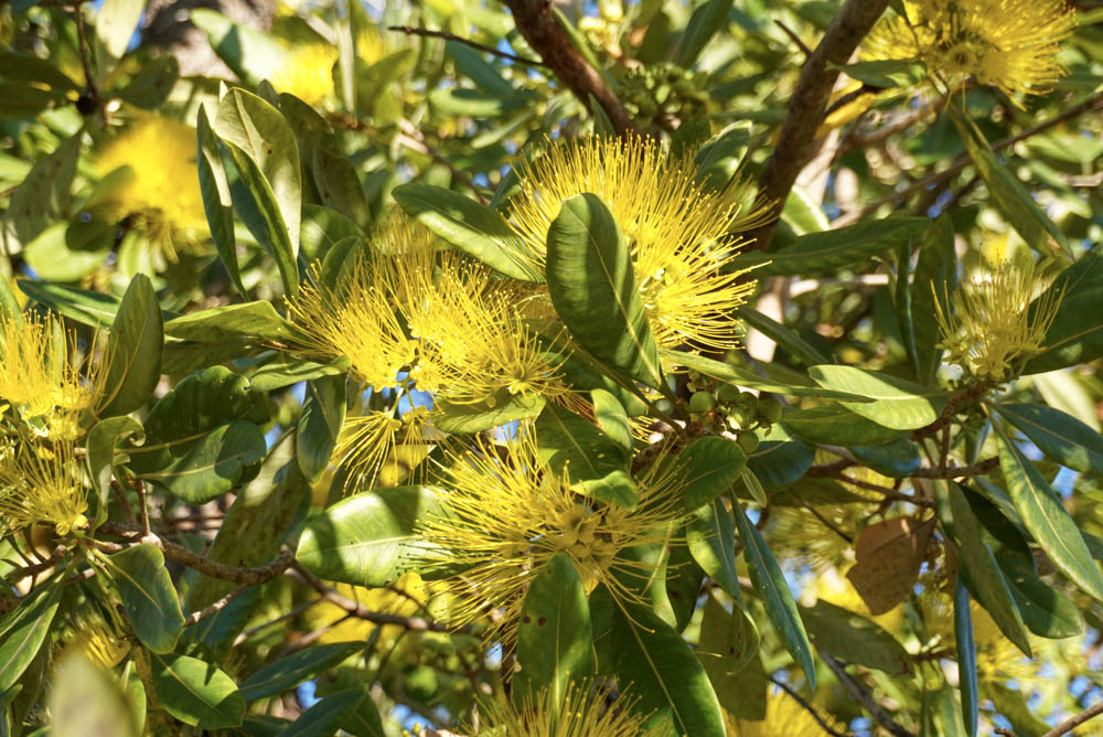 KakaduNationalP's tweet photo. Kakadu’s landscape is bursting in a sea of vibrant clusters of yellow flowers known as bridal tree (#Xanthostemon paradoxus). It is part of the Myrtaceae family and is endemic to Australia. It flowers at the start of #Yekke (#Kakadu’s early dry season).
#ParksAustralia https://t.co/SxZ3VLOf5Q