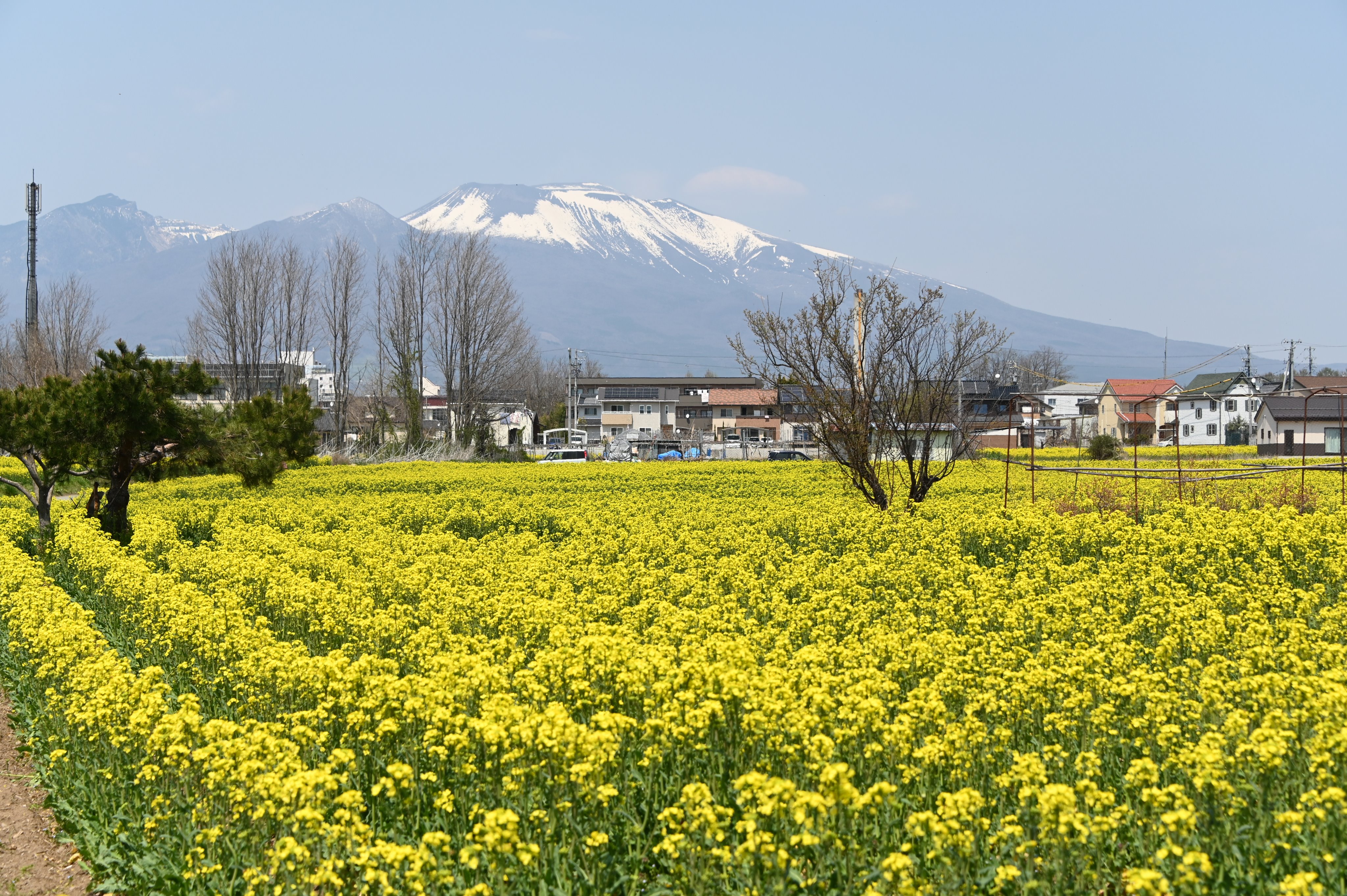瀬戸原の菜の花畑 桜の季節がもうすぐ終わり 菜の花が見ごろ 04 30 佐久 佐久市役所 瀬戸原の菜の花畑 桜の季節がもうすぐ終わり 菜の花が見ごろ 04 30 佐久 佐久市役所