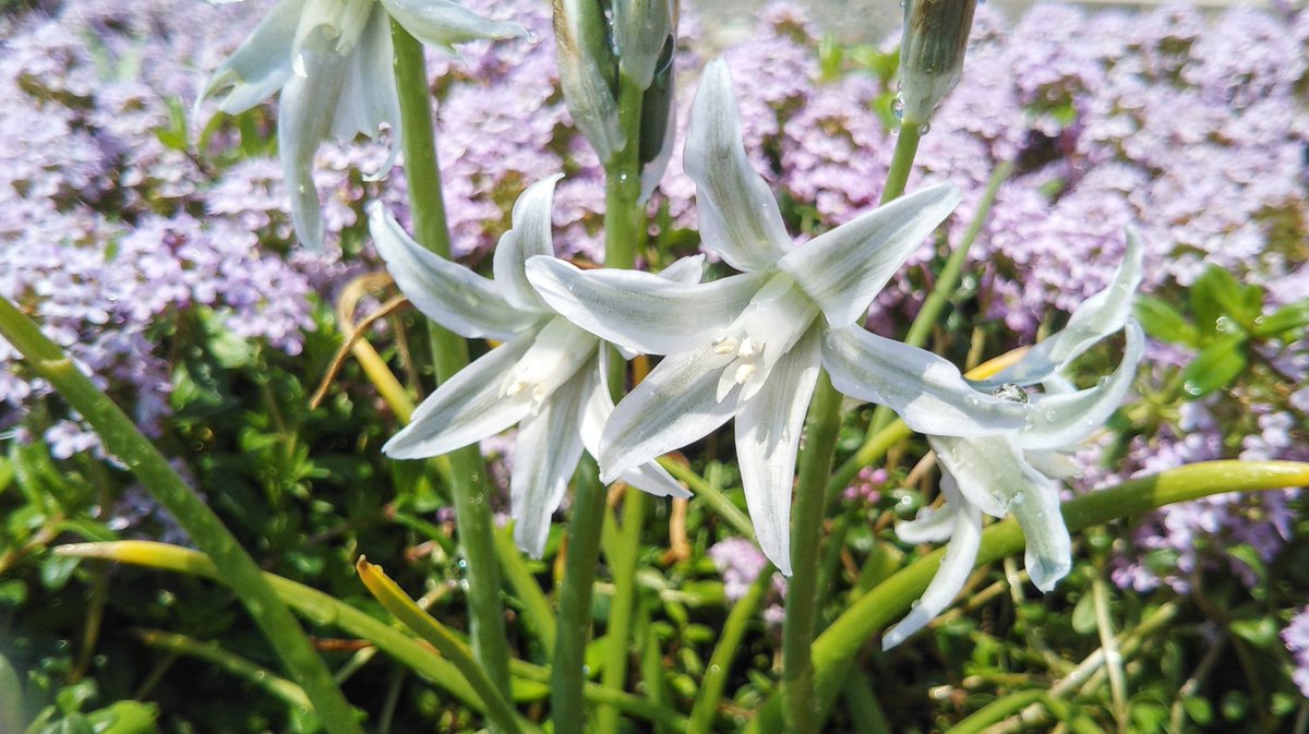 Laguna 歌担当 ツル オーニソガラム ヌタンス 秋植え植えっぱなし球根 2年め 今年は咲かないのかと心配しましたが なんとか咲きました くすんだ緑 透けているような不思議な色合いの花