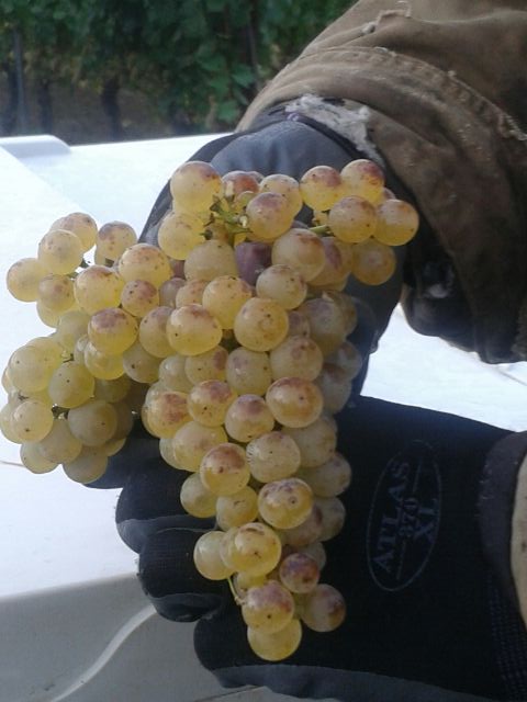 Amalie Robert Estate tweet media