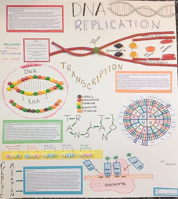The best kinds of posters, are edible 🍬 #rvsed #biologyproject #athomelearning