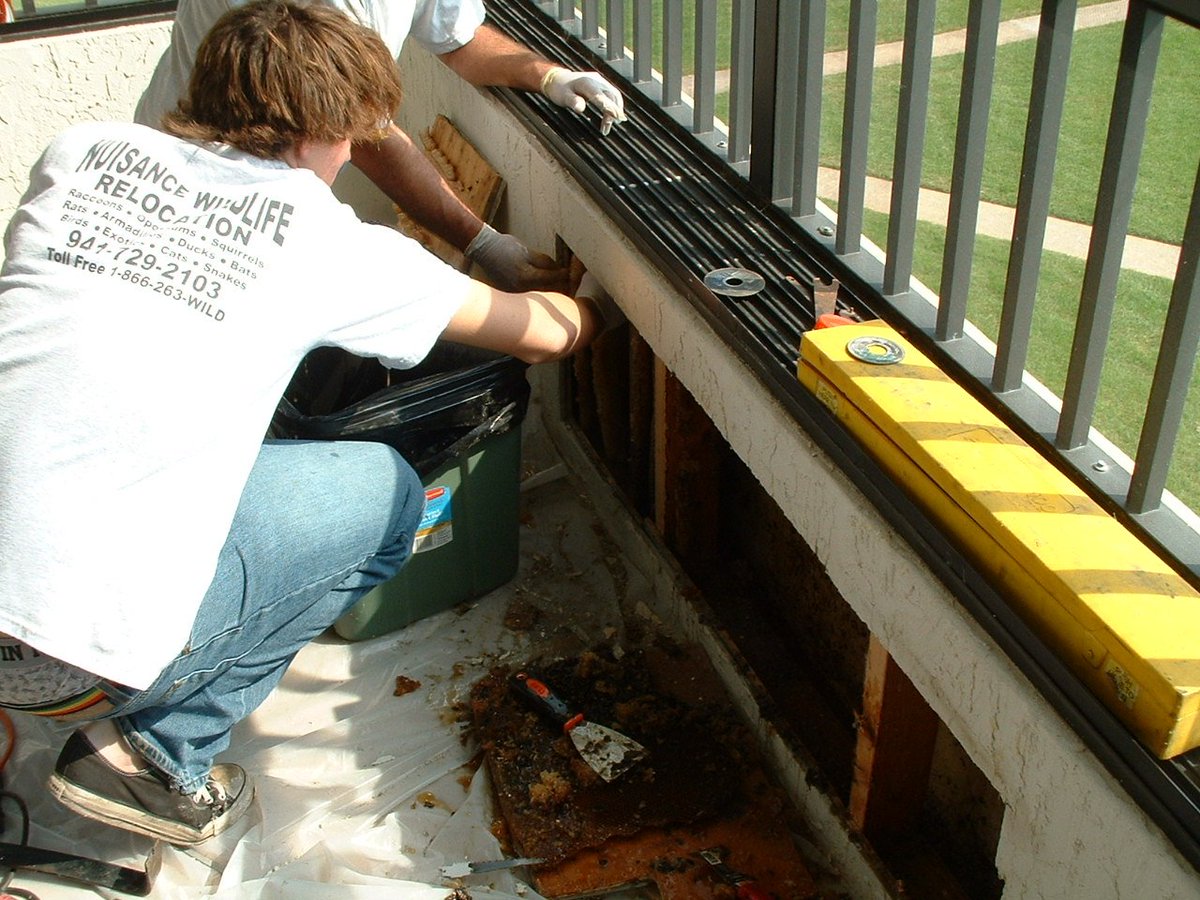 Nuisance Wildlife removal cleaning out a large beehive that was in a porch wall. 
#beesmakehives #cleanupmode #nomorebees