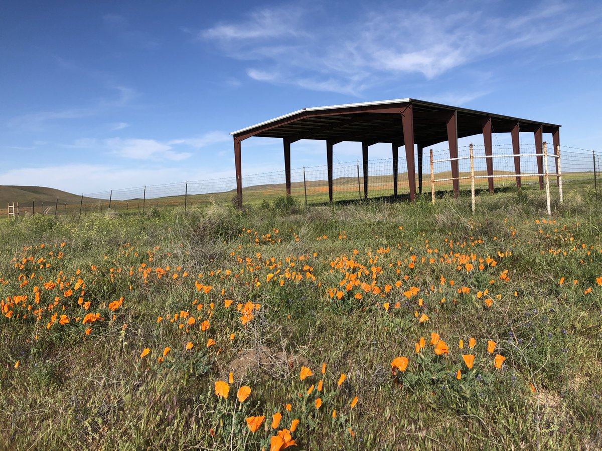 Had to channel my inner-influencer and take a trip out to Antelope Valley. Check out this #steel structure I found along the way! 

#steelstructure #construction #poppies #resiliance #steelconstruction #sustainability