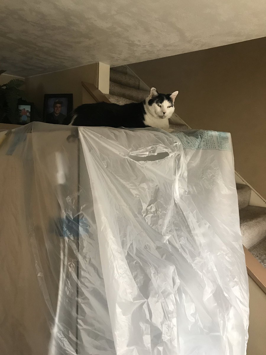 ChanceJGeorge's tweet photo. So my parents are redoing their kitchen and ordered a new dish washer, refrigerator and microwave. Naturally my cat is taking advantage of the new boxes. https://t.co/1attQE5IWv