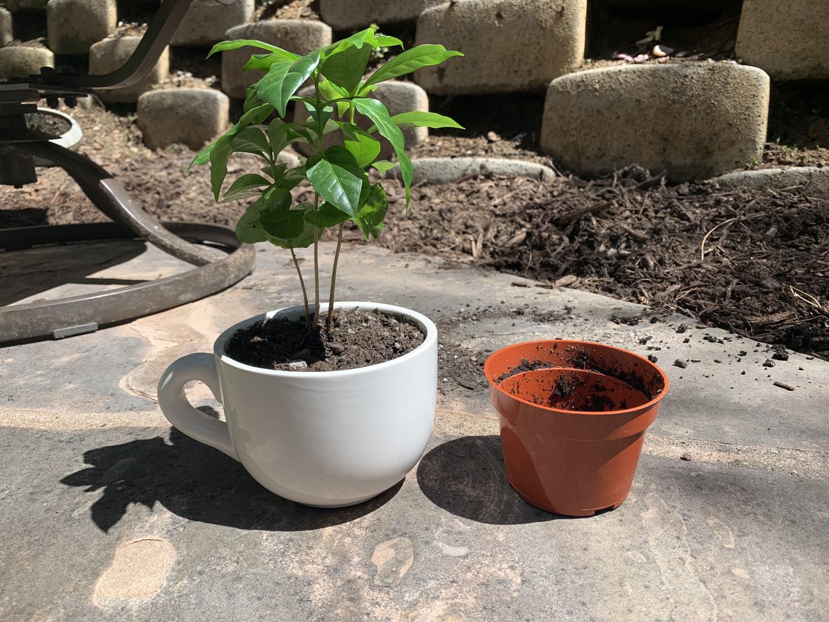 RyanBrosCoffee's tweet photo. A little bit of sun is good for everyone. Even a little coffee plant 🌱 https://t.co/cLVKRJmHww