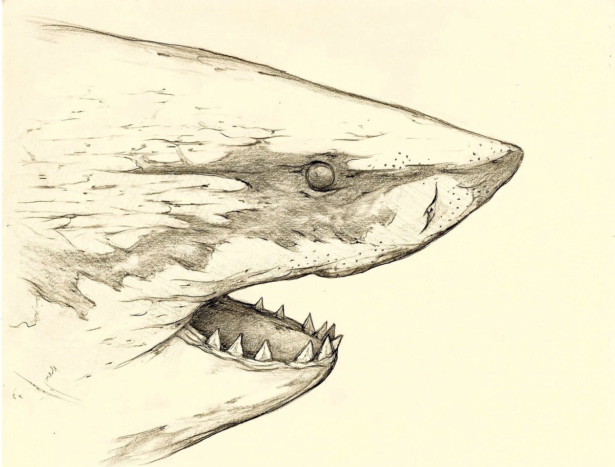 art_of_jimi's tweet image. @RoyalTyrrell #RTMPArtChallenge #MuseumFromHome here’s an old sketch, hopefully some of you will enjoy it!