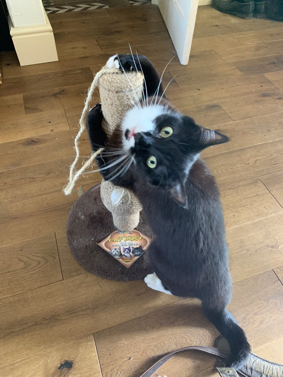 finggardener's tweet photo. Bit of a theme developing here. #poledancingcat https://t.co/RhVTQRHPOY