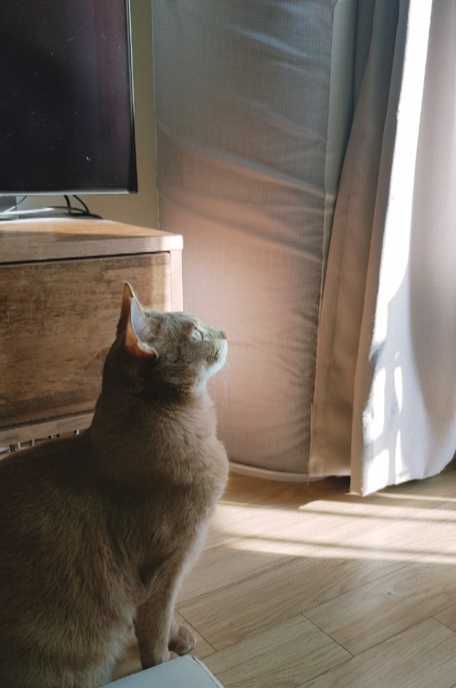 이른 아침에 들어오는 햇빛이 맘에 들어 찍어보았다