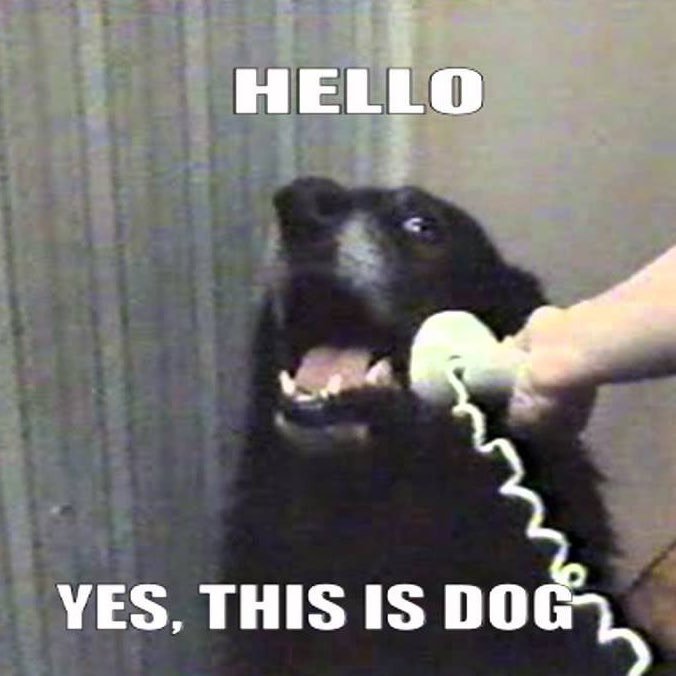 teddythefold's tweet image. Someone on @imgur pointed this out! 🤣

#cat #Dog #memes