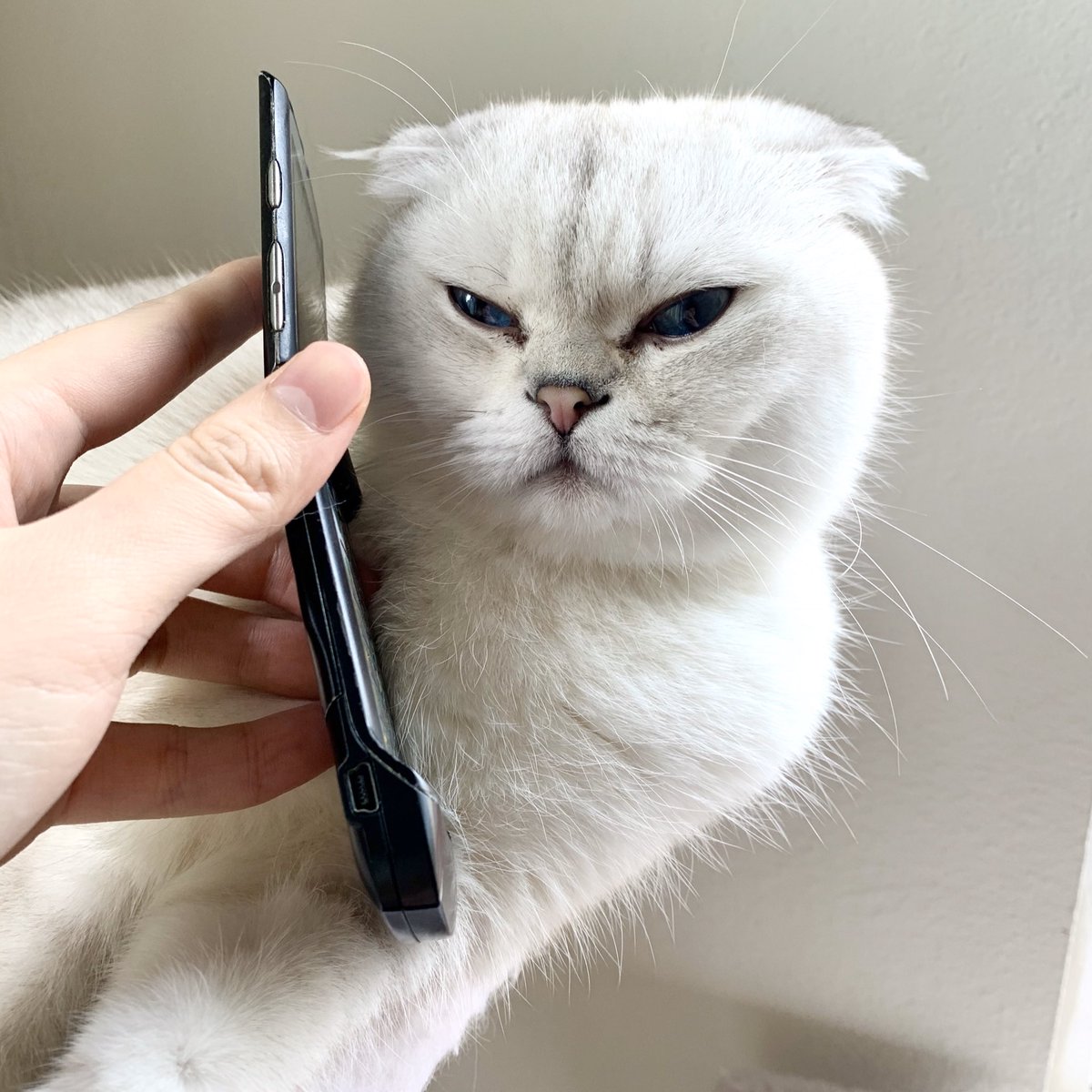 teddythefold's tweet image. Someone on @imgur pointed this out! 🤣

#cat #Dog #memes