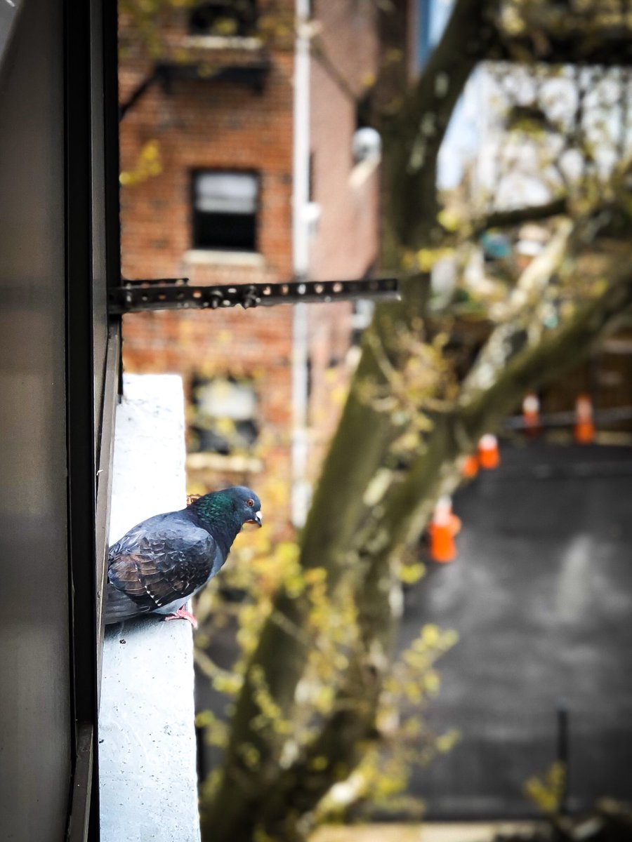 animals_nyc's tweet photo. Enjoying an overcast afternoon in Queens 🐦☁️ https://t.co/rUi7TZrPm7
