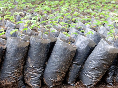 <a href="/TerraVerdae/">TerraVerdae Bioworks Inc.</a>  receives $4.5M grant to boost product development capacity for #biodegradable, high-performance #bioplastics like tree seedling pouches in photo.  ow.ly/klKu30qBNT9 <a href="/NRCan/">Natural Resources</a>   <a href="/NRC_CNRC/">NRC Canada</a>   <a href="/ABInnovates/">Alberta Innovates</a>   <a href="/AlbertaEconomy/">Alberta Jobs, Economy, Trade and Immigration</a>  #cleantech #biotech #planet-friendly