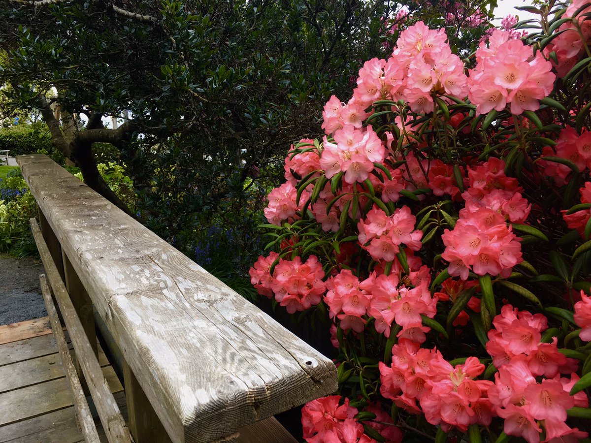 Sunshine has been bit pokey; nevertheless, Sunday afternoon she took a walk to a small park in the neighbourhood for some fresh air before heading back to isolation — skies may have been sulky, but nevertheless blooms provided clusters of bright colour along the way : Hello! ♡