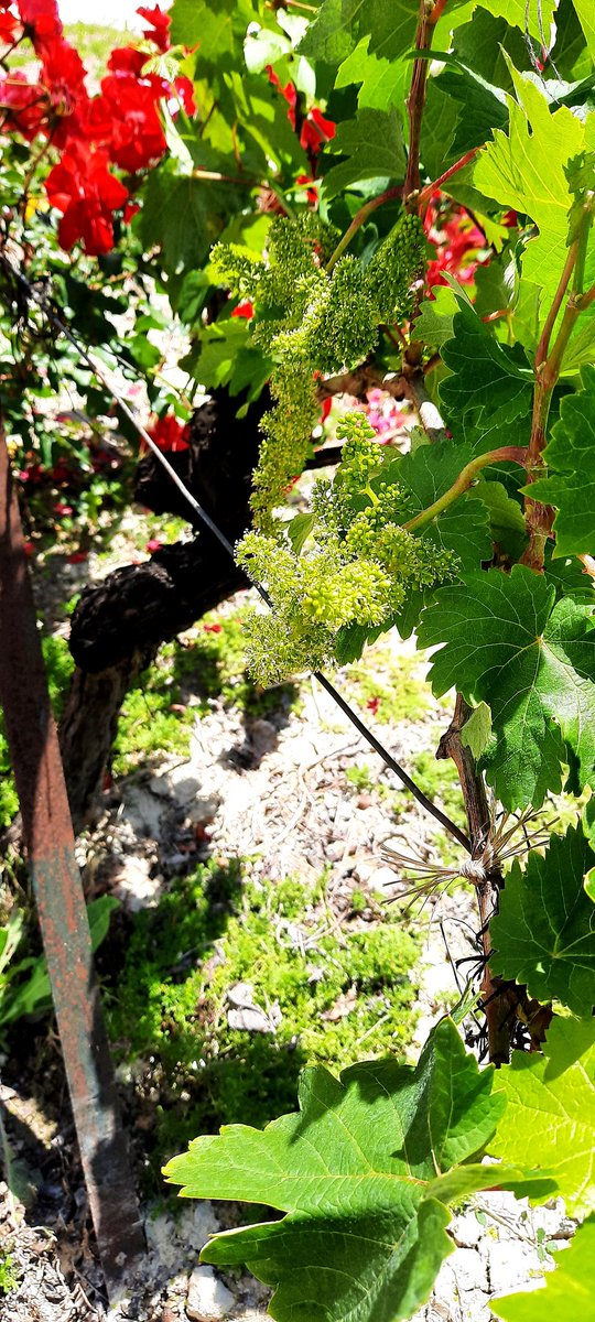 Bunches of grapes for hope.
#flowering
#PagodeCarrascal 
#GonzalezByass