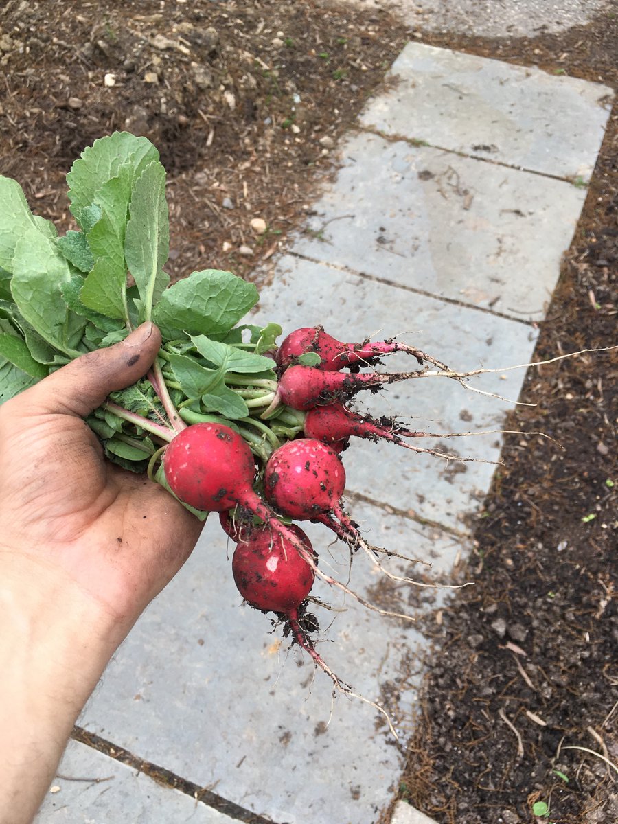 potatoes are huge/transplanting volunteer tomatoes/picked some radishes and arugula