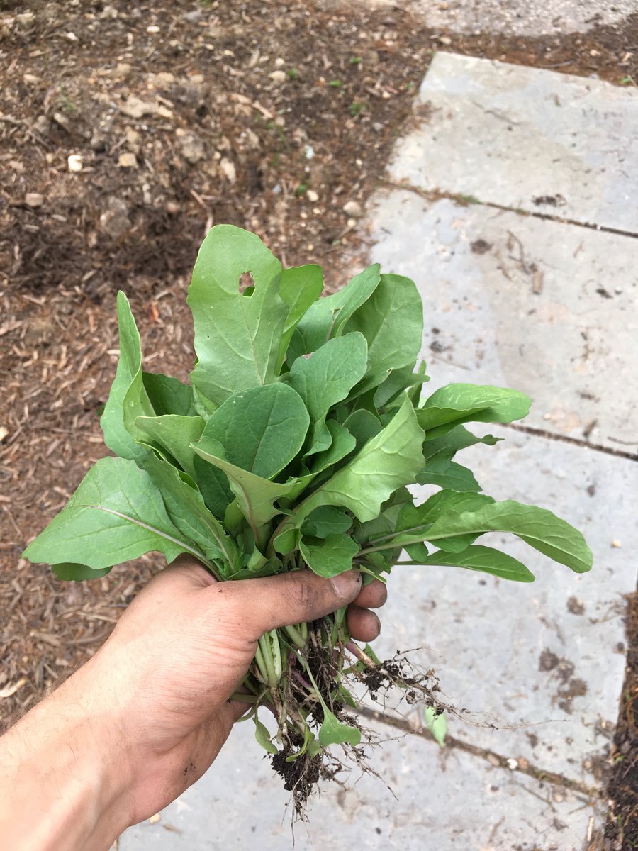 potatoes are huge/transplanting volunteer tomatoes/picked some radishes and arugula