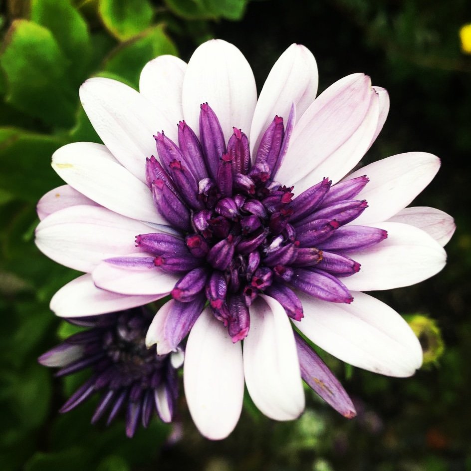 BlomidonNS's tweet photo. Looking for great annuals for Summer colour? Check out the
#Osteospermum varieties we have:
https://t.co/MR7us5JPNE
#beautiful #garden
#shoplocal #novascotia
#annapolisvalley #halifax
#blomidonnurseries
#yoursolutionprovider https://t.co/Y7JFcoo6CO