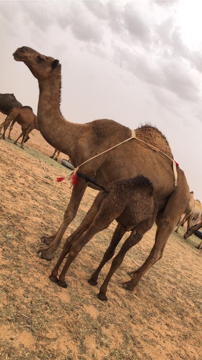 الناقة للبيع 
١_ام ثالث 
٢_هدايه شرط 
٣_سالمه من العذاريب معها قعود 
الموقع : المجمعه الحماده . 
الرقم تواصل : 0568297833