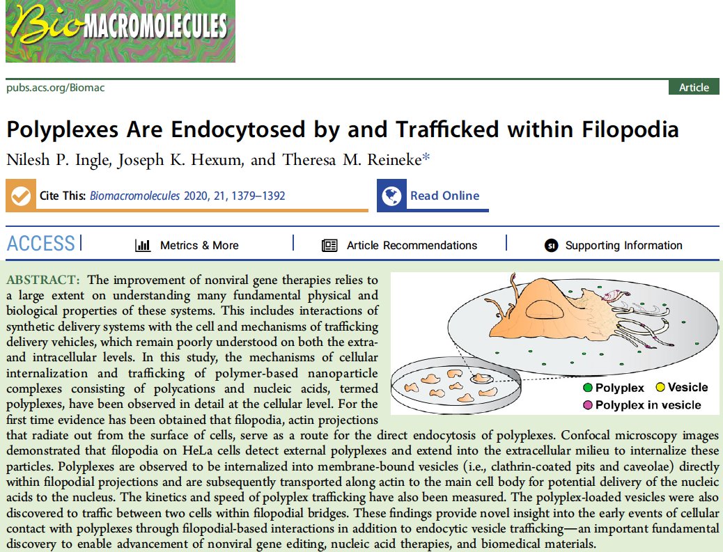 Our latest work in @Biomac_ACS 'Polyplexes Are Endocytosed by and Trafficked within Filopodia' pubs.acs.org/doi/pdf/10.102…