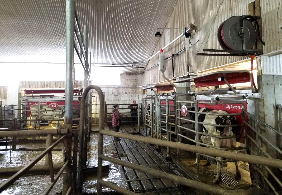 PennerFarm's tweet image. Another smooth startup out in Alberta by the Lacombe team! Bennik Dairy is running 2 #Lely Astronaut A5&apos;s and 1 Lely Astronaut A4. Congratulations to the Bennik family! @DairyRobot #livelifelely #dairyrobot #dairyfarmersofalberta