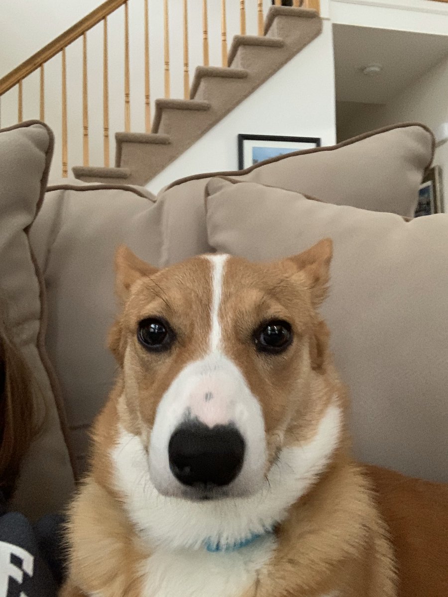 corgibubbles's tweet image. Quarantine selfies!