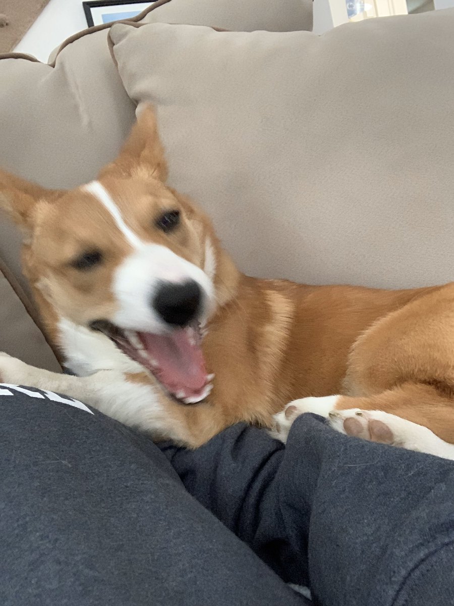 corgibubbles's tweet image. Quarantine selfies!