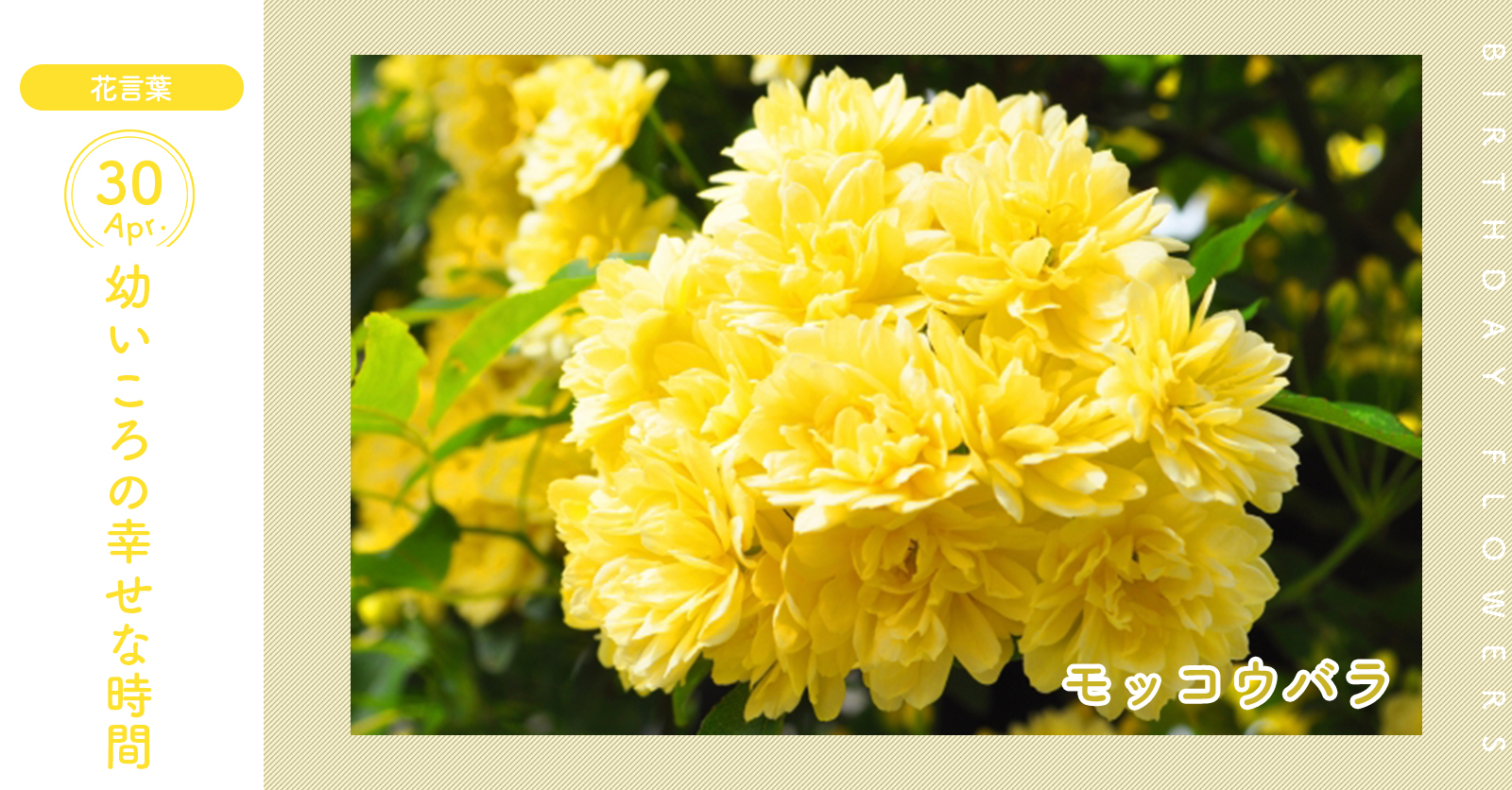 花キューピット I879 Com 公式 4月30日の誕生花 モッコウバラ お誕生日おめでとう 花言葉 は 幼いころの幸せな時間 細く伸びた枝に淡い黄色の小さな花を咲かせる あなたはこんな人 小さくて愛らしいものが好き 同じ誕生日の有名人