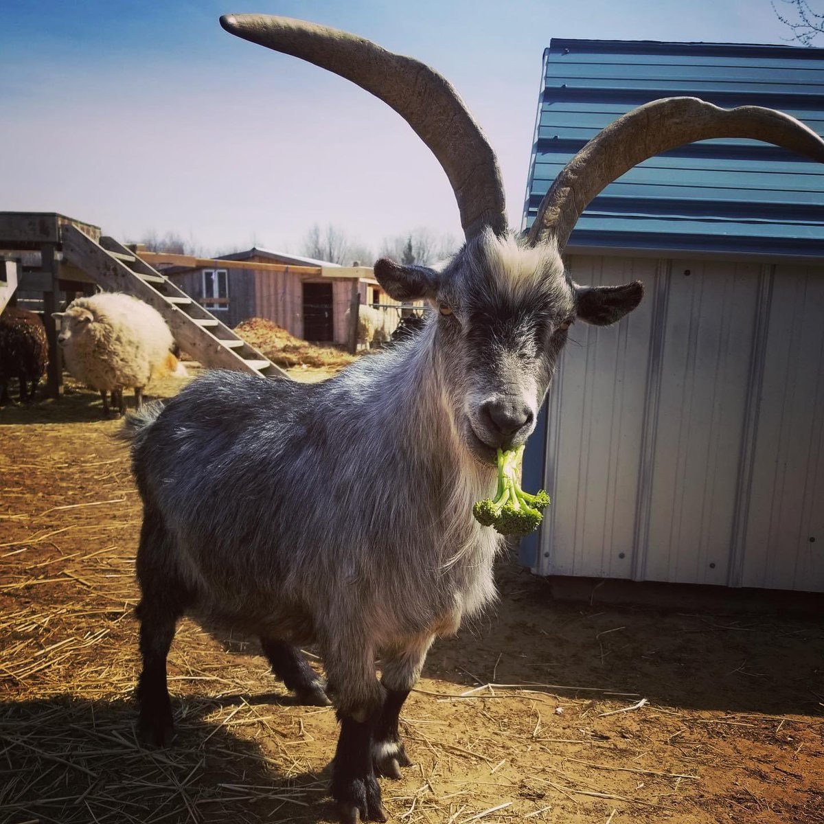 Penny Lane Farm Sanctuary tweet media