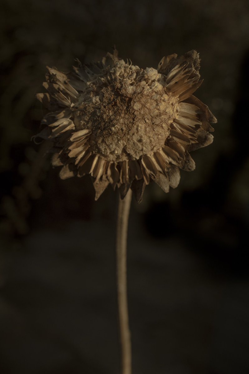antilogue's tweet photo. @luxsynth Sunflower from last month https://t.co/rgoxhB9ltb