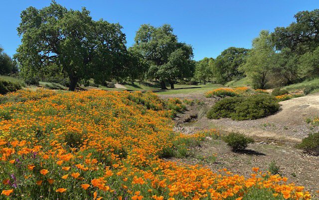 RubyAgronomy's tweet image. After a nearly six week closure we will be reopening next week. Just in time to still observe California Poppies in full bloom