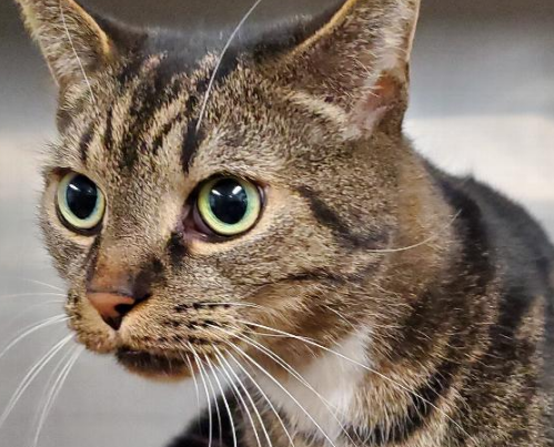ssmhs's tweet photo. Simba is a super cool 7 year old neutered male. He would do well in anyhome but may need a little time adjusting to other pets in the home.
https://t.co/XOVRwi1rIf https://t.co/D7m272EGSb