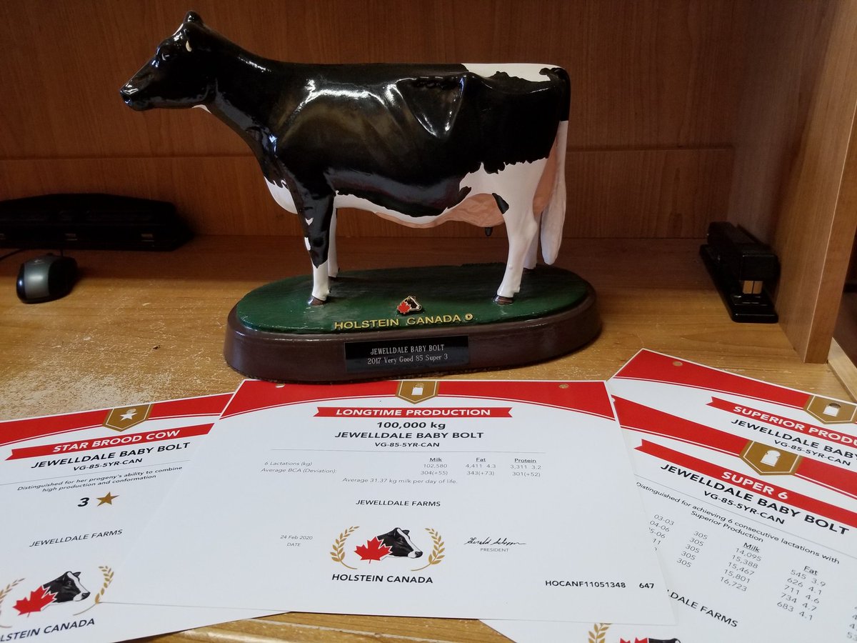 Pleased to receive our first 100,00kg cow recently. Some good news during this unsettling time. 

Jewelldale Baby Bolt VG-85 3*
6 Superior Lactations 

Wish I could copy her!
#HolsteinPassion #cashcow