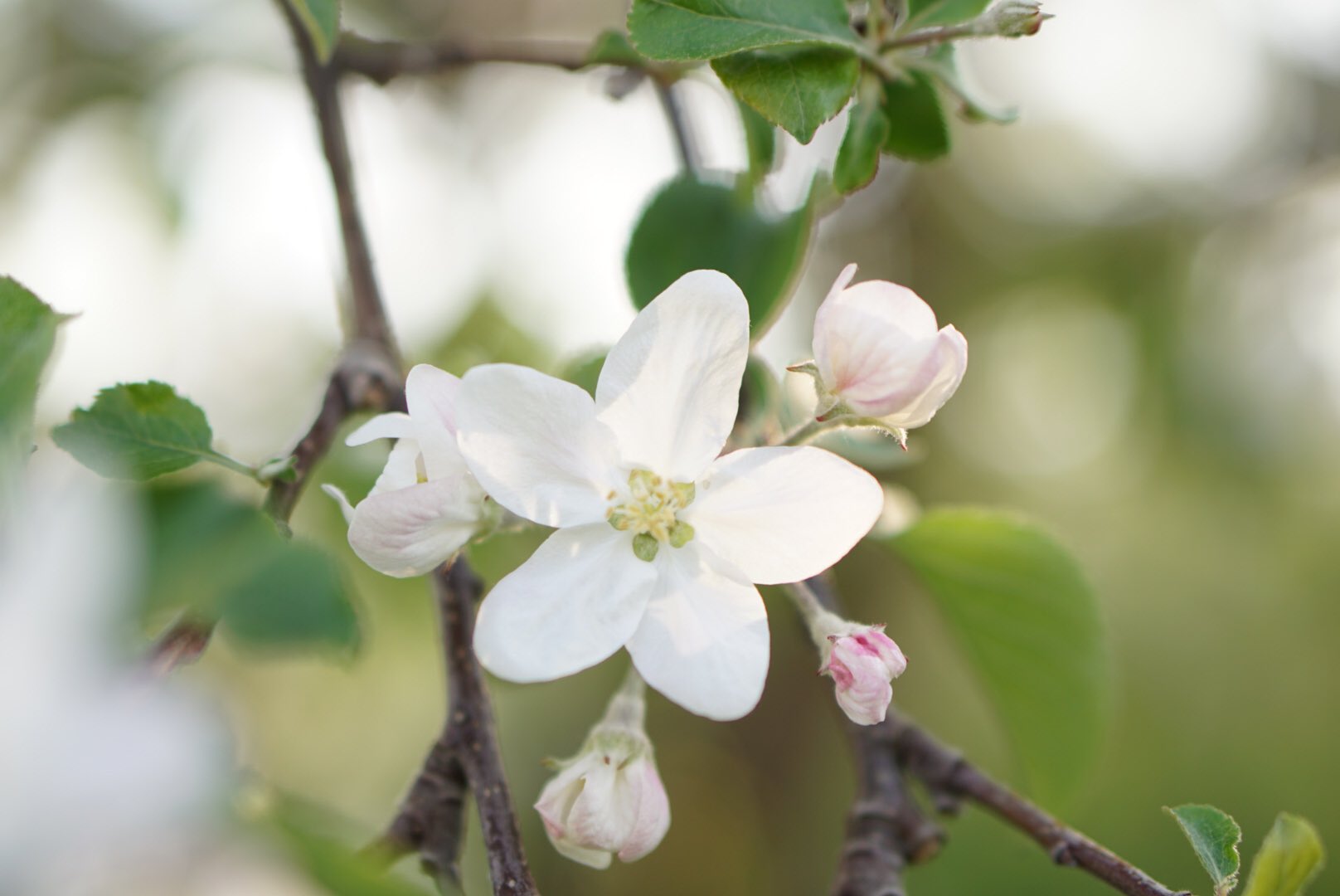 エンゼル ワシントン Routasuohkami さん こんにちは こちらはフルーツが豊富なので 今から次々と果物の 花が咲きます りんご 梨 さくらんぼは白 桃はピンク 桃色 どれもほんのり 甘い香りが漂います さんも穏やかな午後をお過ごしください