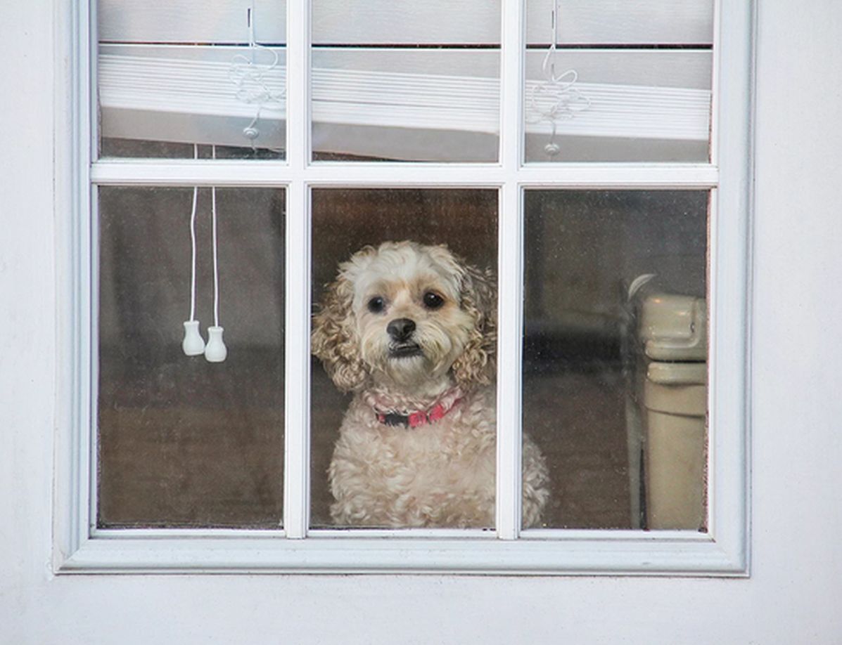 I looked out of the window. Собака в окне. Тревога разлуки у собак. Dog from back at the Window. The Pet looked out of the Window.