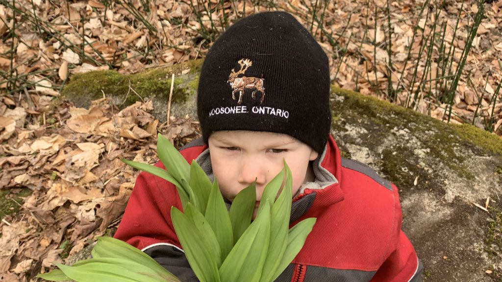 Emily_T's tweet photo. Springtime marches onward. Wild ramps are ready to harvest. Life is good, and simple, in the woods.
#ForestSchool
#ForestChild
#WildCrafting https://t.co/lNYABk5r2G